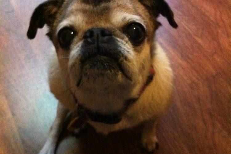 Begging dog
